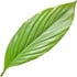 Curcuma leaf